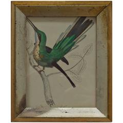 Original Antique Print of a Hummingbird, English, circa 1850