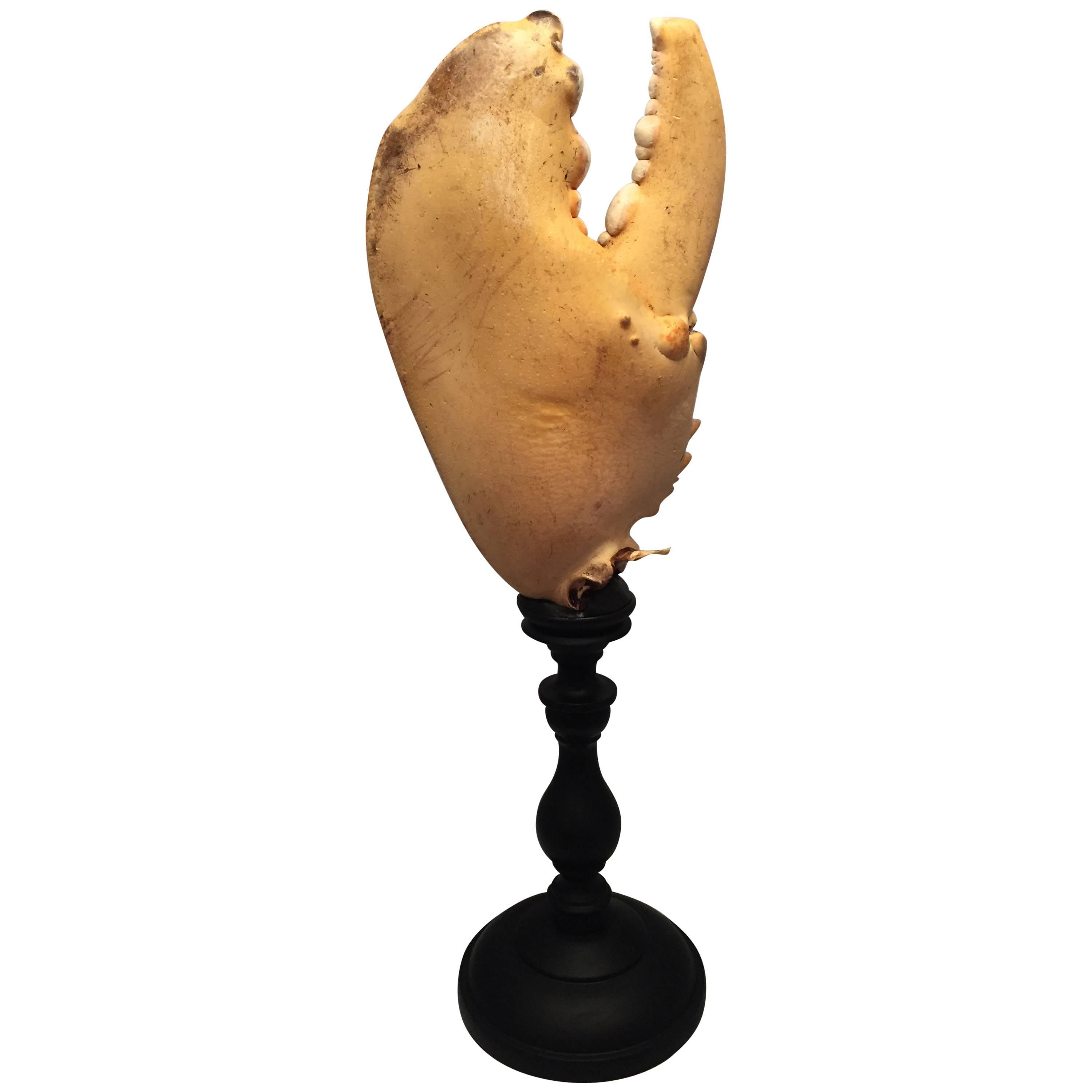 Large Maine Lobster Claw Mounted on a Turned Wooden Base