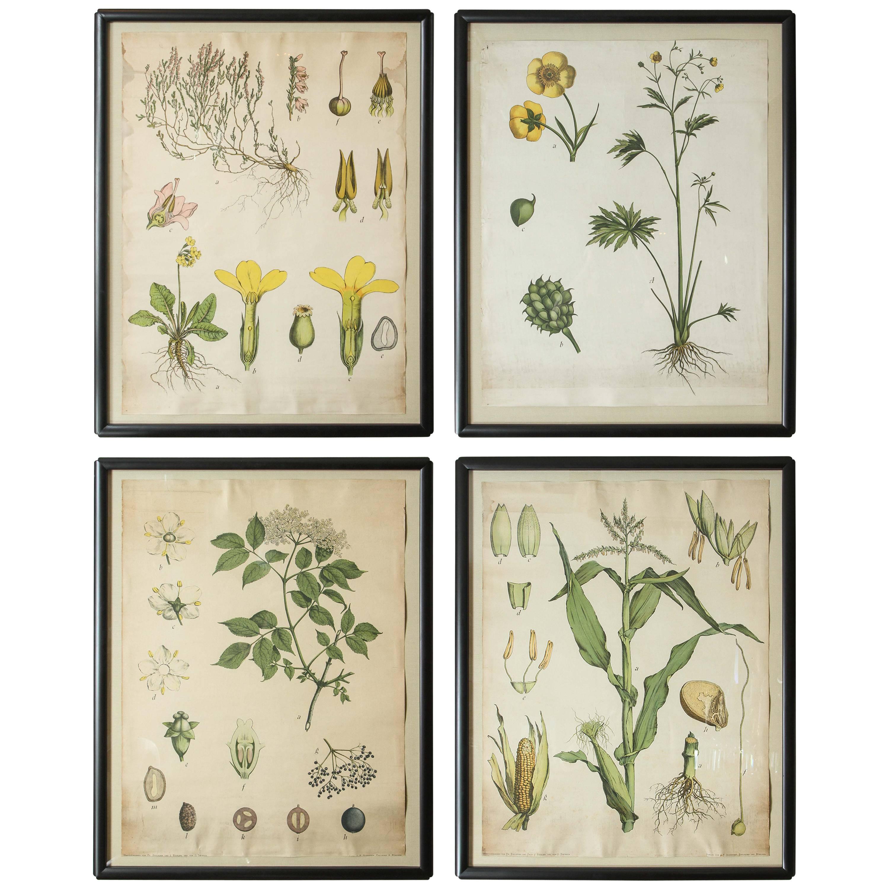 Vintage 18th Century German Botanicals