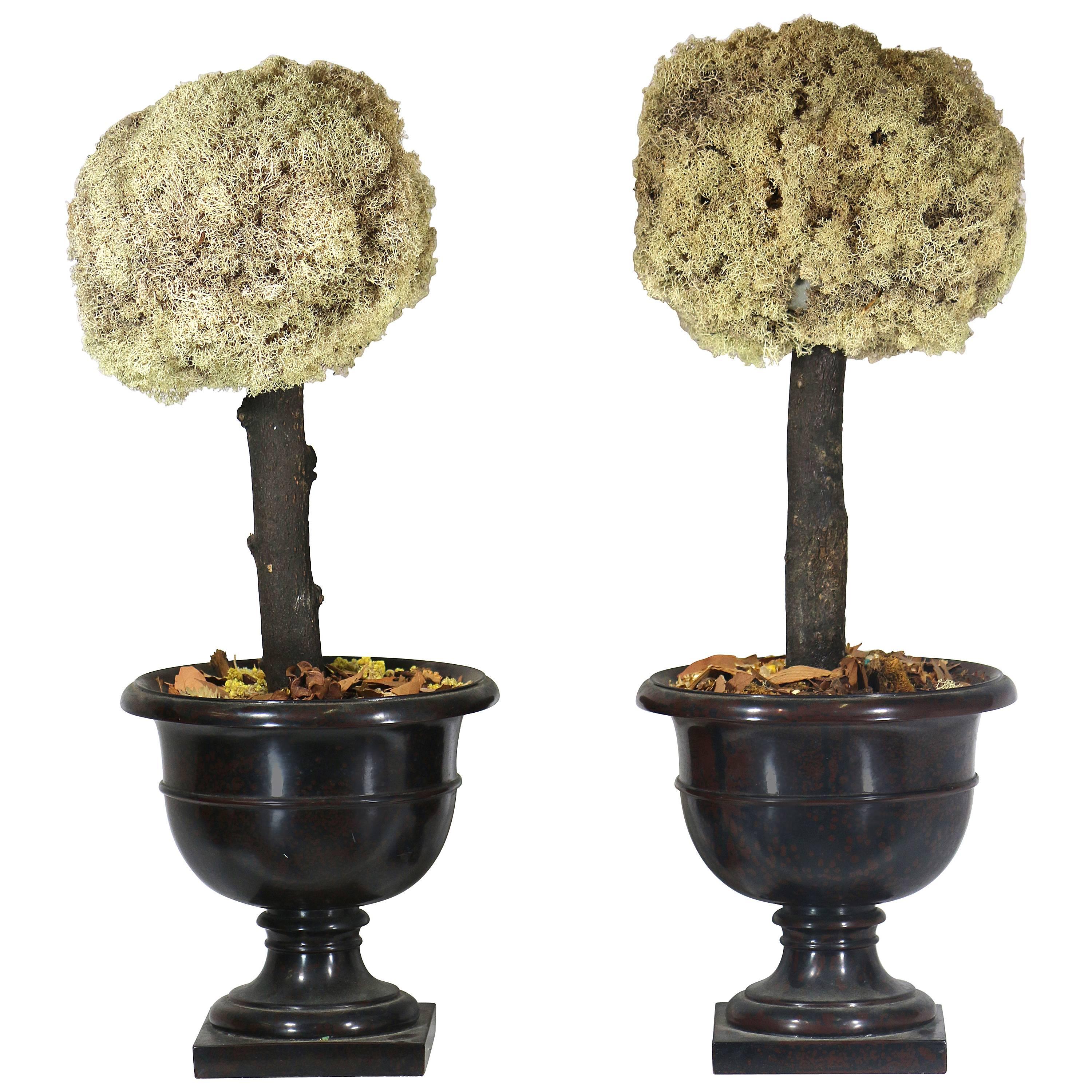 Pair of Preserved Moss Topiary Trees in Stylish Urns For Sale
