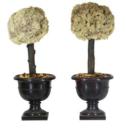 Vintage Pair of Preserved Moss Topiary Trees in Stylish Urns