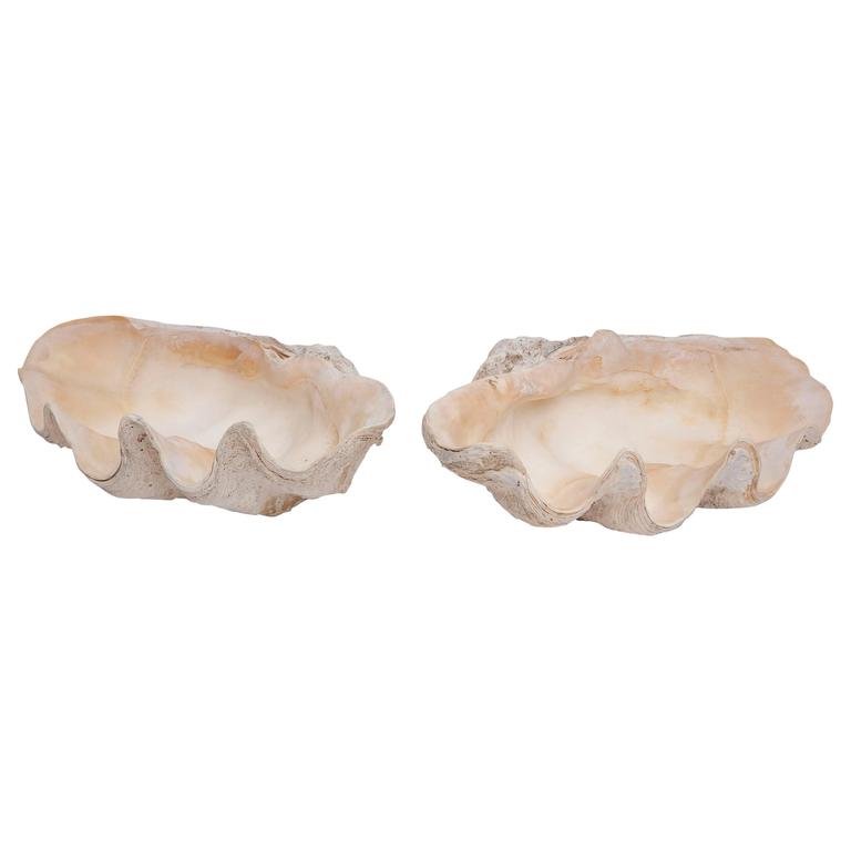 Pair of Giant Clamshells For Sale at 1stDibs