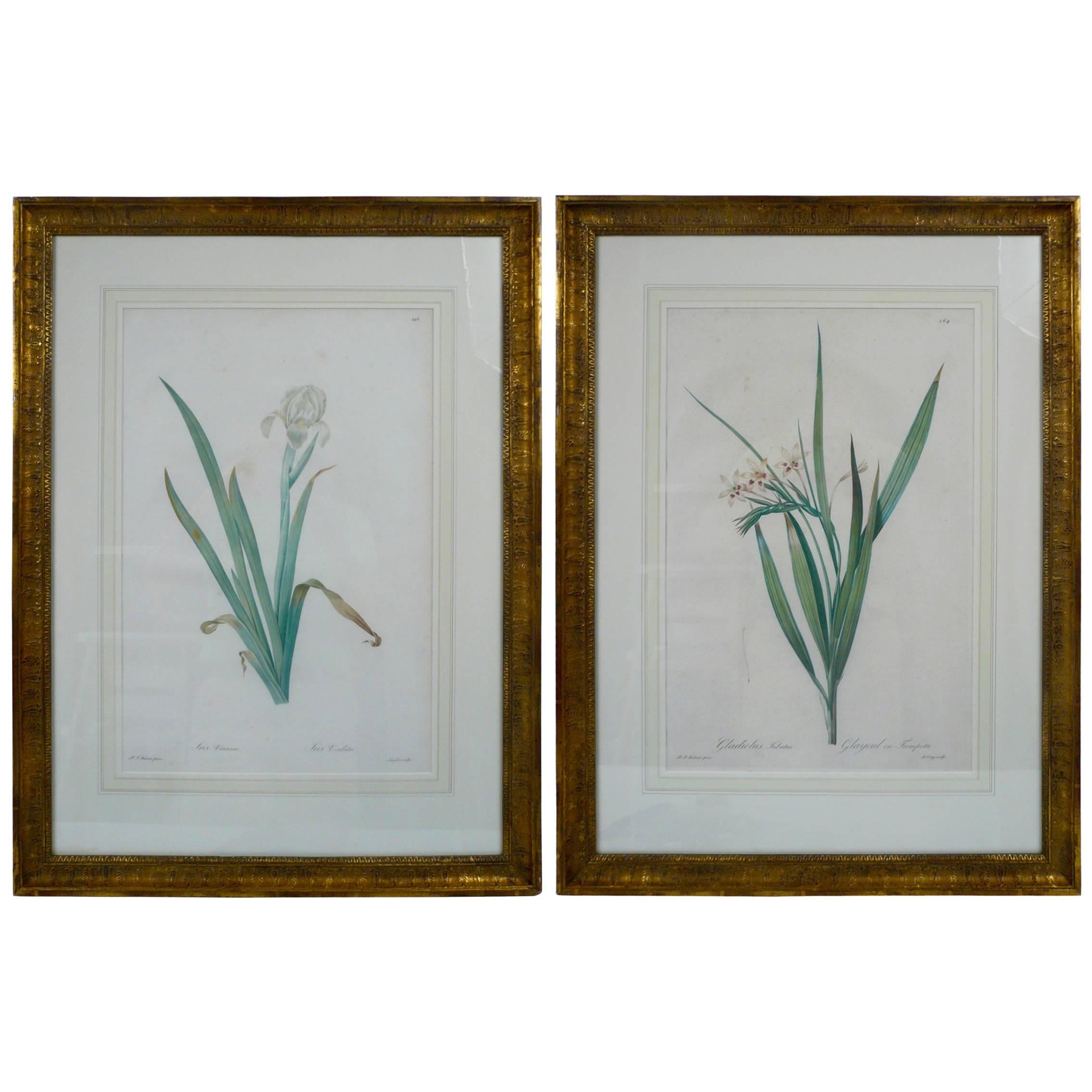 Pair of Botanical Stipple Engravings by P. J. Redoute
