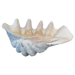 Massive Clam Shell