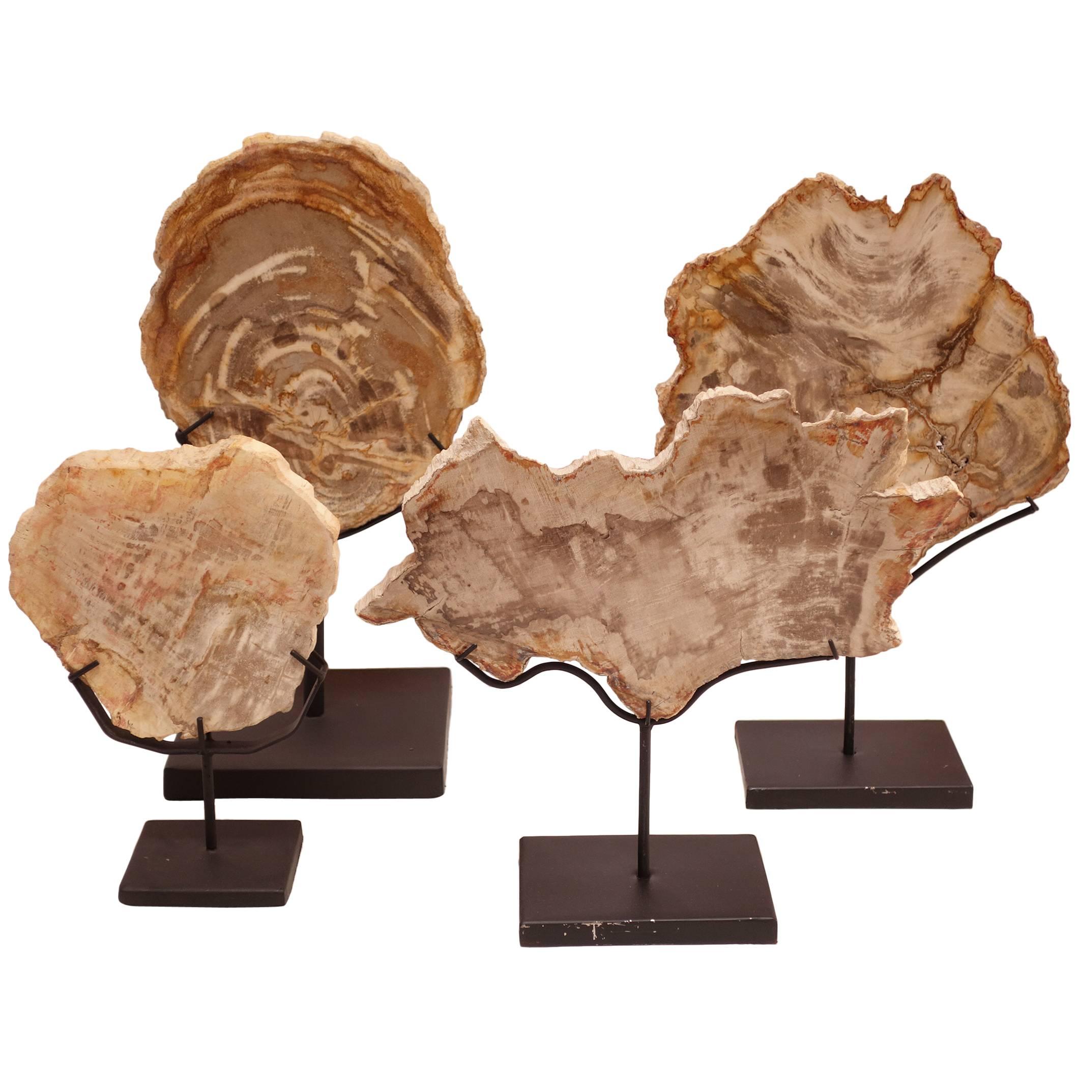 Collection of Prehistoric Petrified Wood Objects For Sale