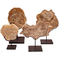 Collection of Prehistoric Petrified Wood Objects