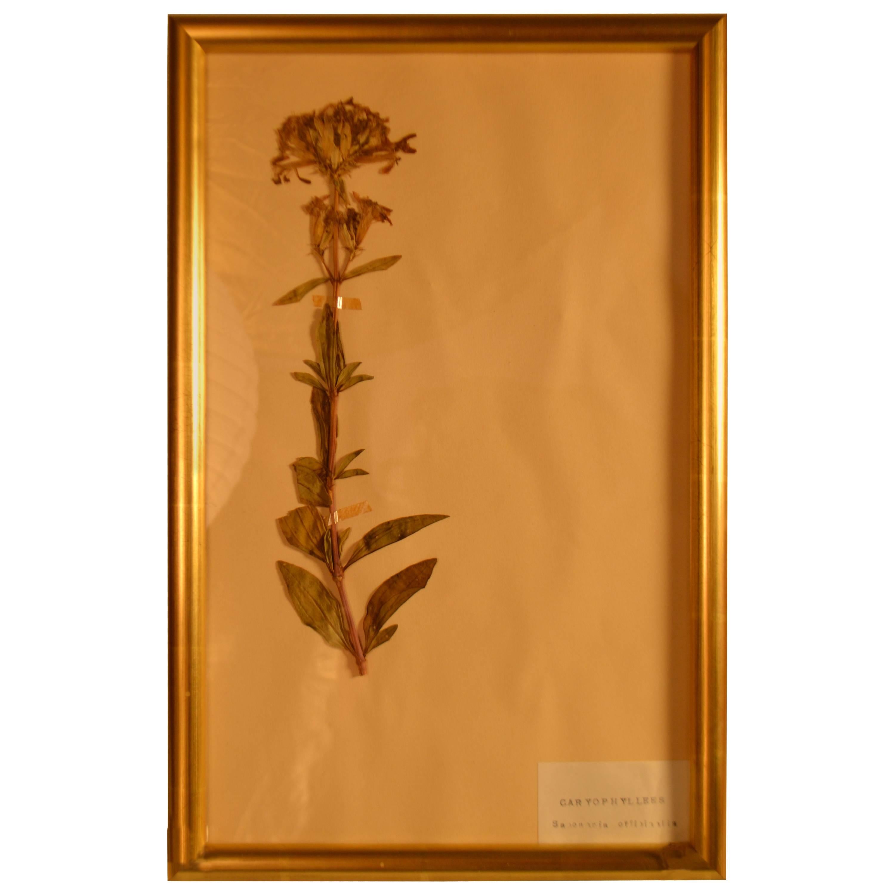 Framed Herbier in New Gold Leaf Frame