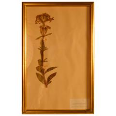 Framed Herbier in New Gold Leaf Frame 6