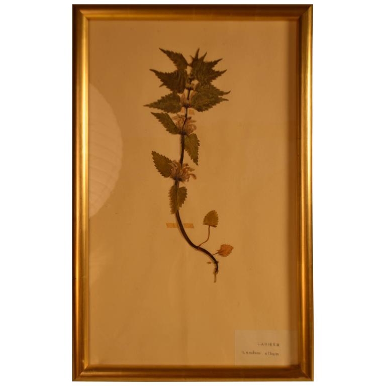 Early 20th Century Framed Herbier For Sale
