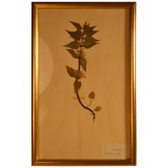 Early 20th Century Framed Herbier 12