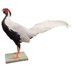 Silver Pheasant