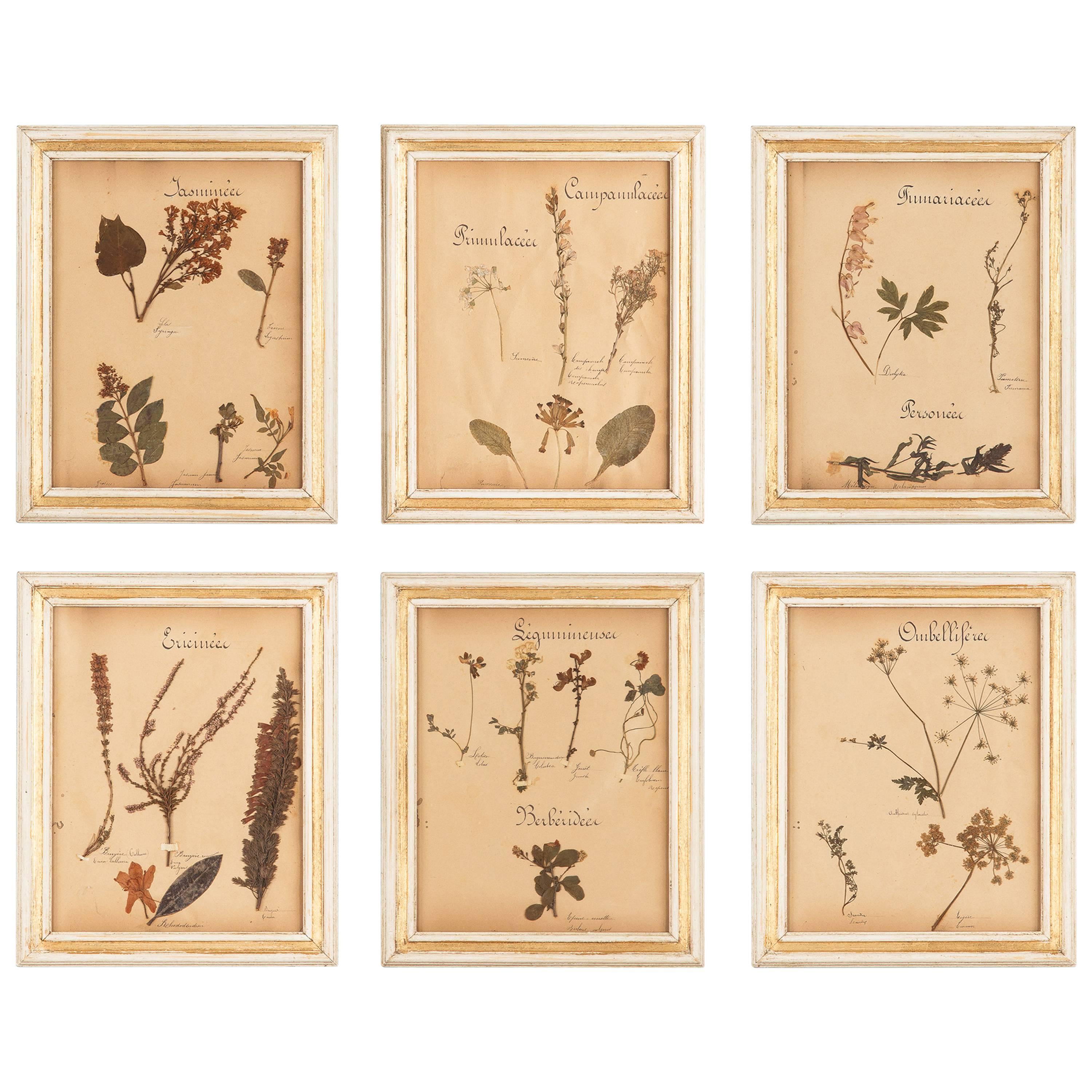 Set of Six French Frames with Pressed Botanicals, circa 1930s