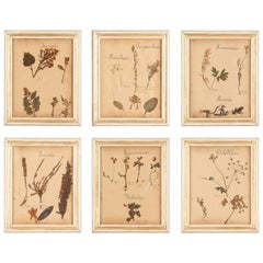 Vintage Set of Six French Frames with Pressed Botanicals, circa 1930s