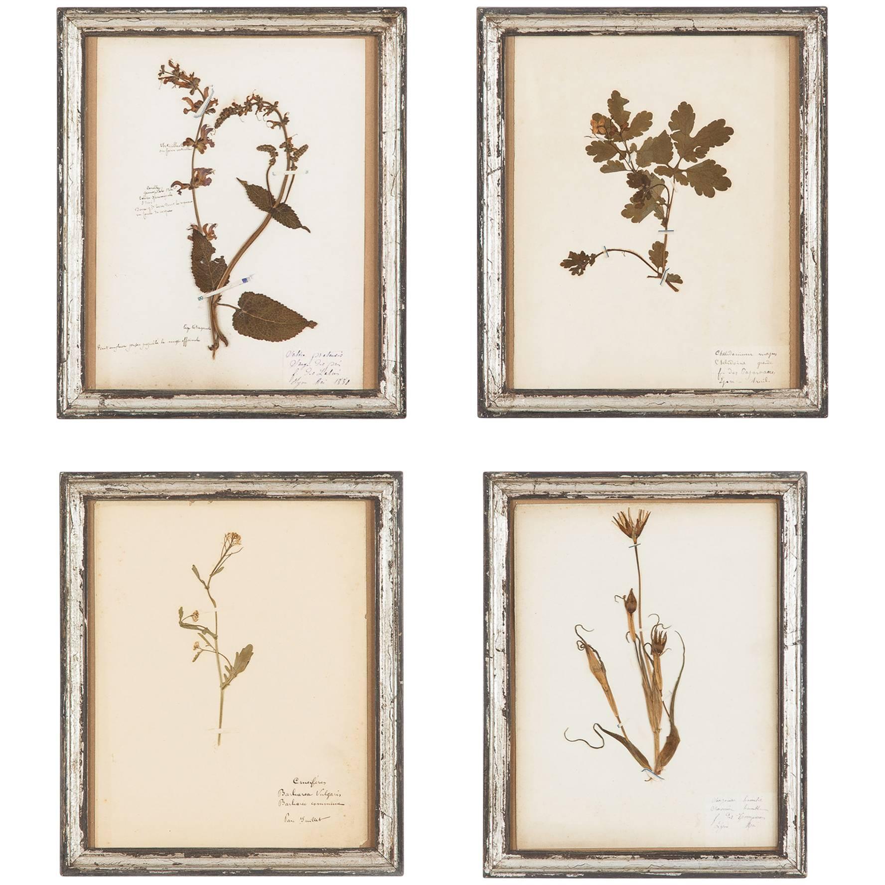 Set of Four French Frames with Pressed Botanicals, Early 1900s