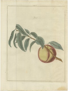 A Single Ripe Peach, Knoop's Persik, Dutch Fruit Engraving, 1790