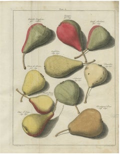 Cuisse Madame and Chair à Dame, Antique Dutch Pear Engraving, 1790