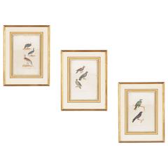 Trio of French Framed Ornithology Engravings, Early 1900s 4