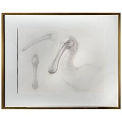 Framed Original Pencil Drawing Study of a Pelican