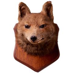 Taxidermy Fox Head