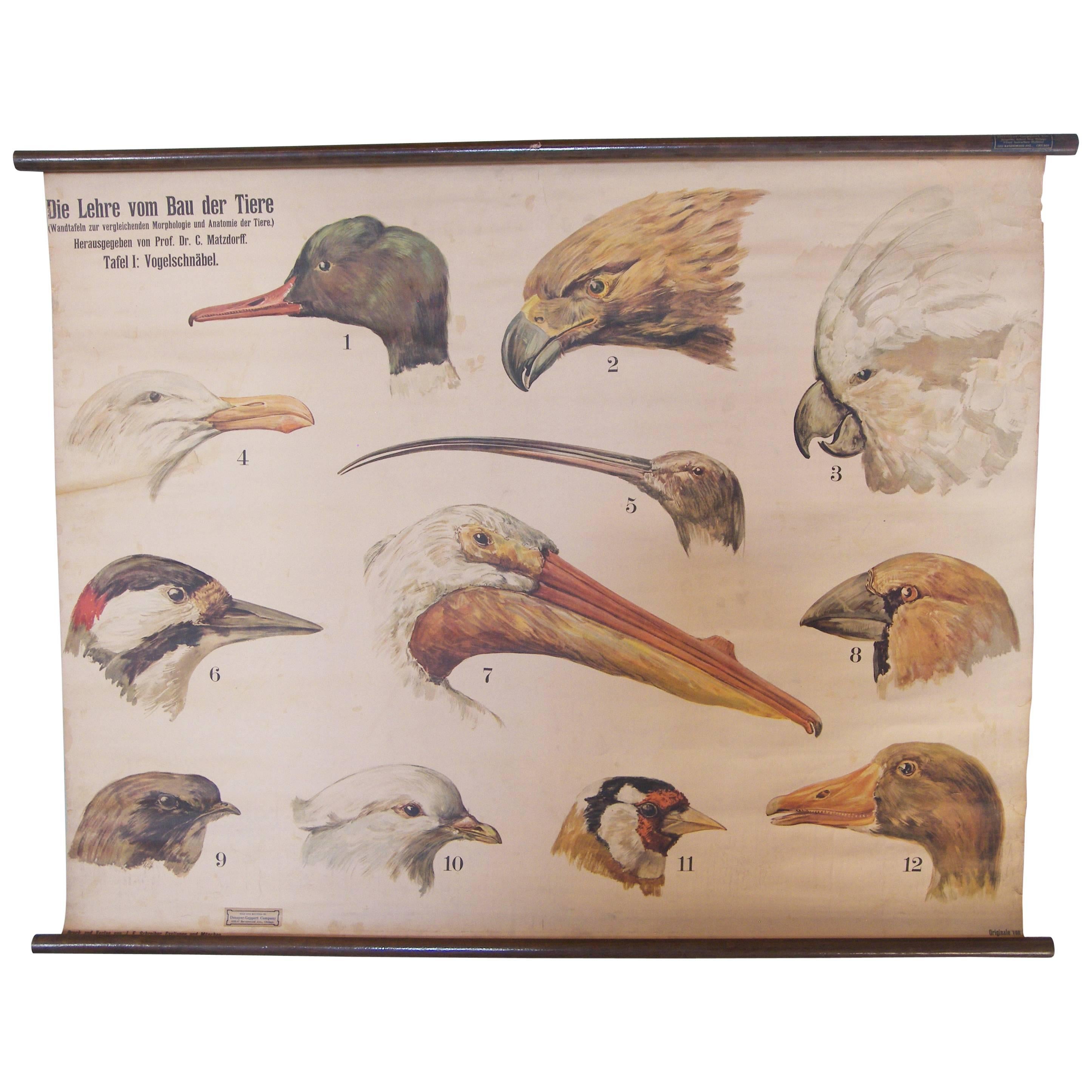 Antique, Vintage Scientific Chart Bird Heads Beaks, Denoyer-Geppert Poster Print