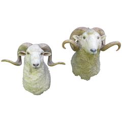 Vintage Pair of Taxidermy Shetland Sheep