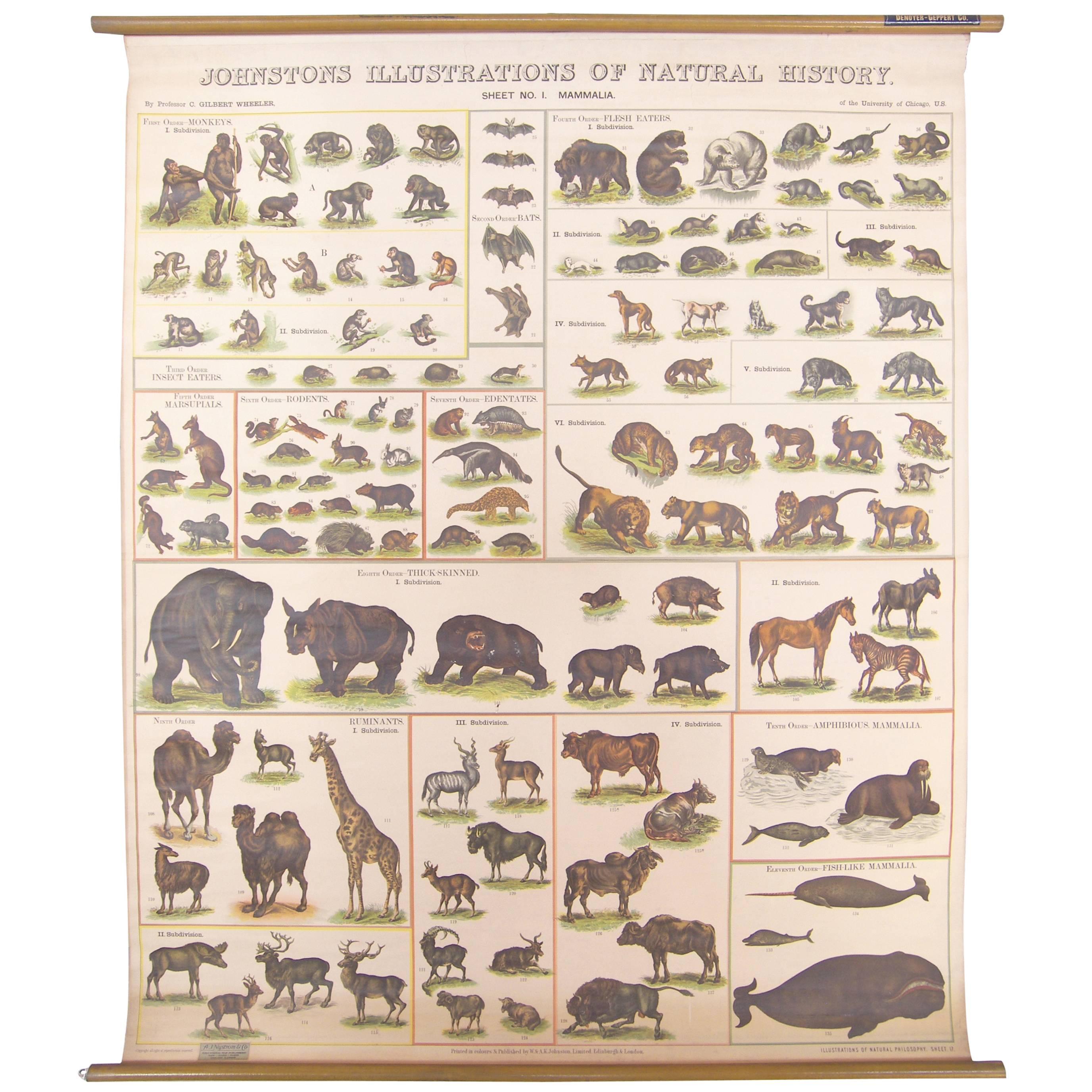 Antique Scientific Wall Chart Illustrations Natural History Print Art Animals