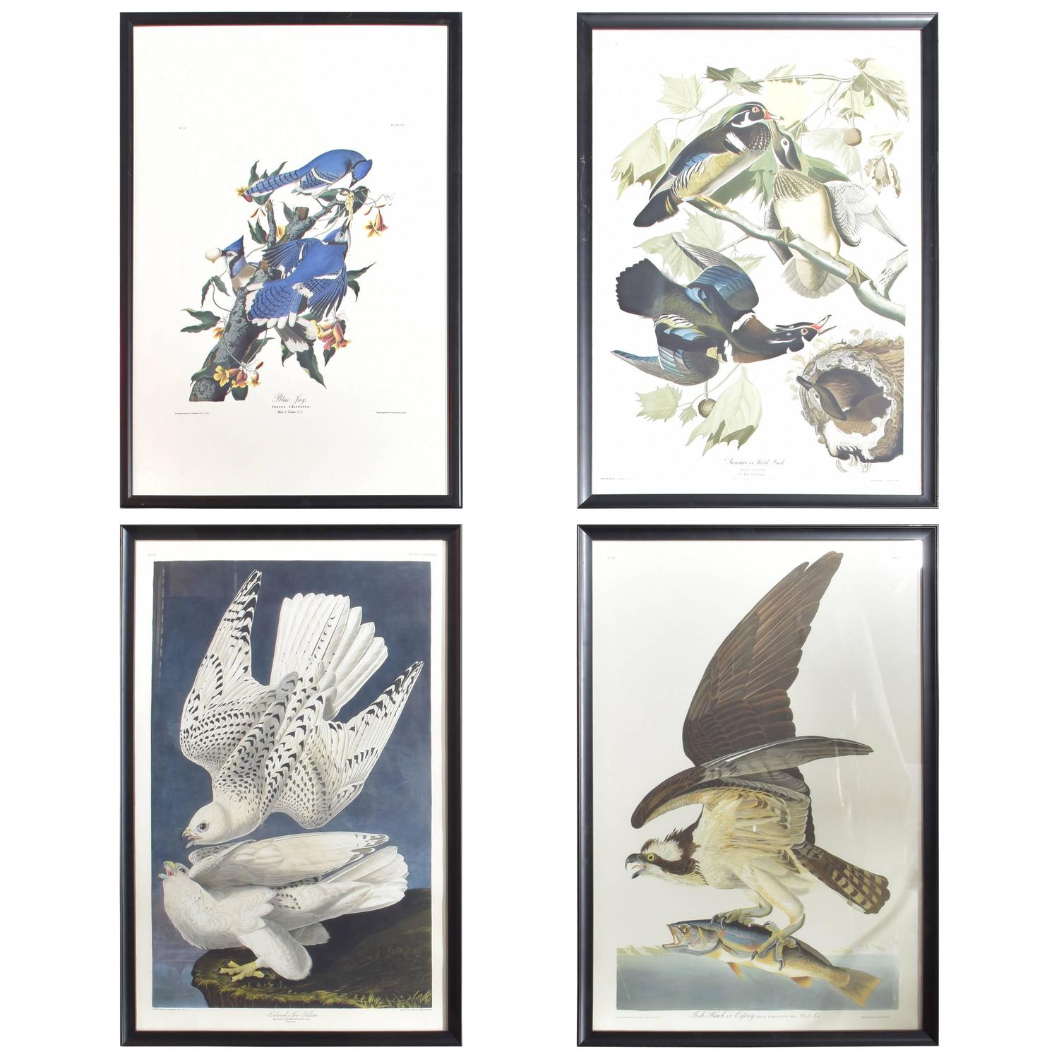 Collection of Four Audubon Prints For Sale at 1stdibs