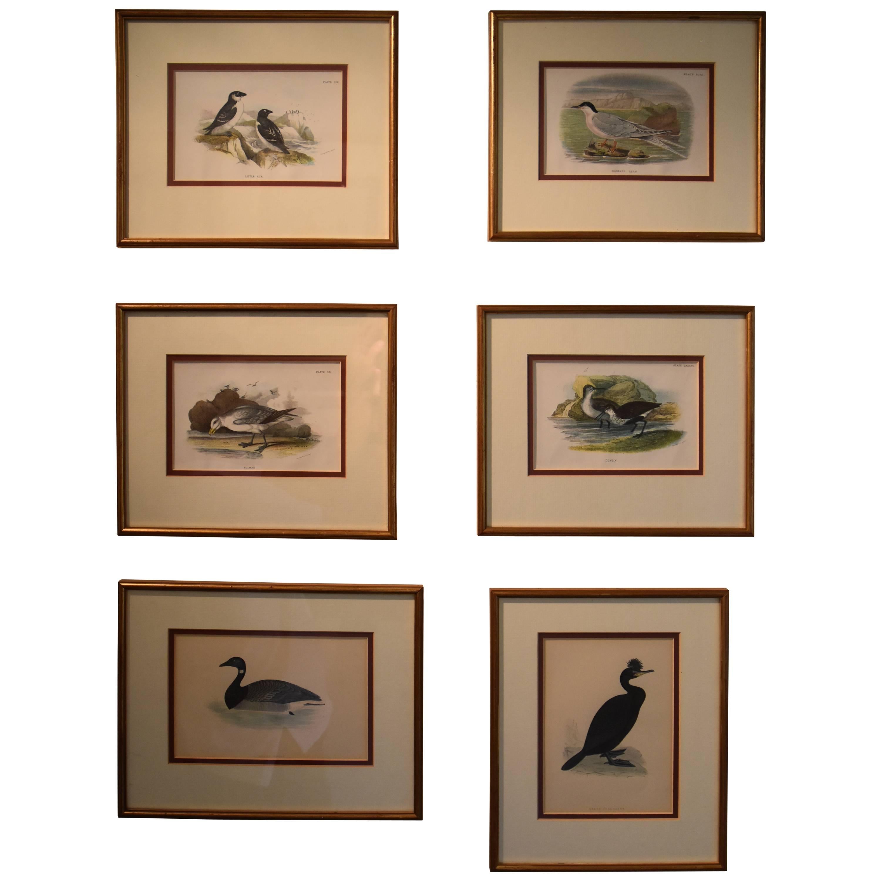 Collection of Antique Hand Colored Bird Prints For Sale