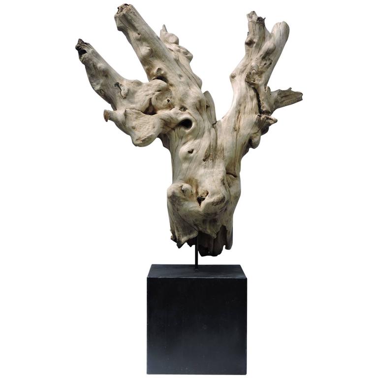 Large Burl Driftwood Sculpture For Sale at 1stdibs
