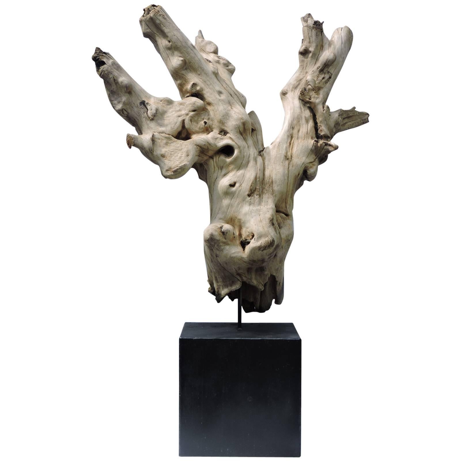 Old Driftwood Mounted Sculpture