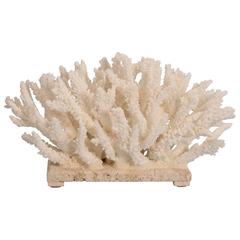 Alluring Branch Coral Sculpture