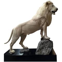 Taxidermy Full Mount White Lion
