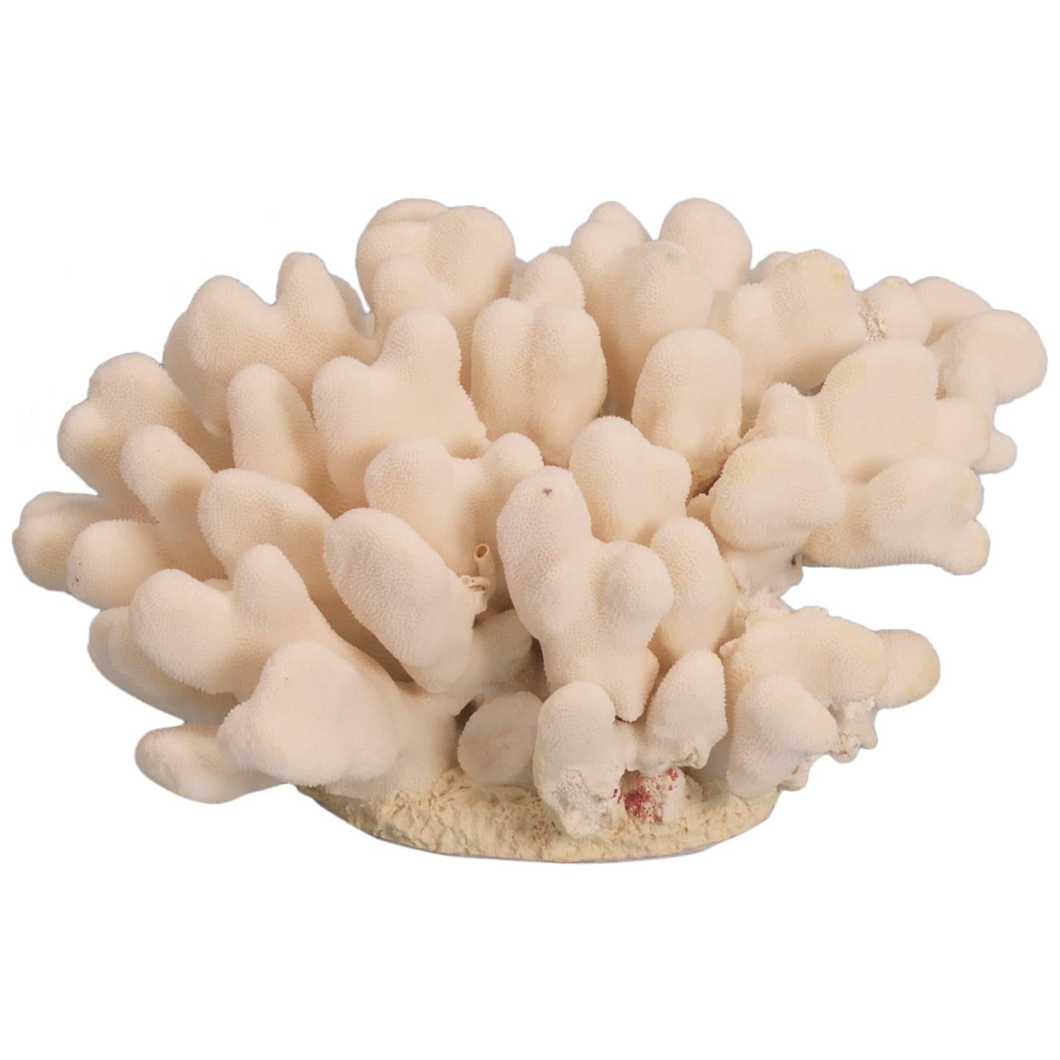 Organic Modern Elkhorn Pacific Coral Sculpture For Sale at 1stDibs