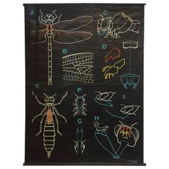 Vintage Dr. Azoux Anatomy of a Dragonfly Poster/Chart