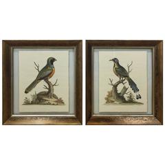 Pair of Ornithological Prints 3