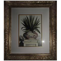 Aloe Botanical Framed Prints, Heavy Gold Frame with Gold Filet