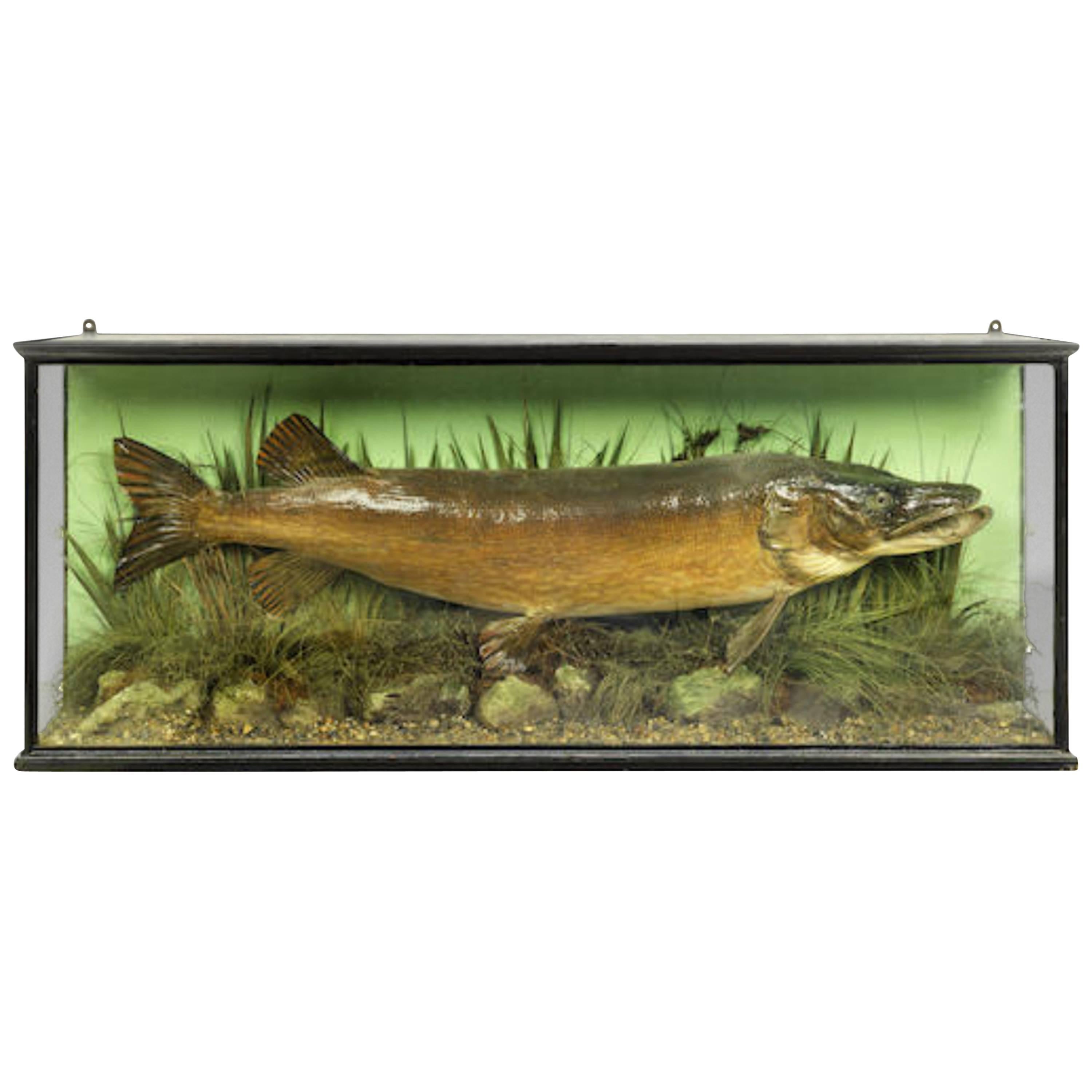 Large Cased Pike Probably by Williams & Son For Sale
