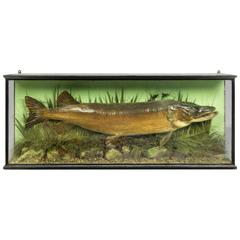 Large Cased Pike Probably by Williams & Son