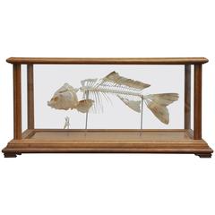 Early 20th Century Antique Fish Skeleton in Glass Display Case