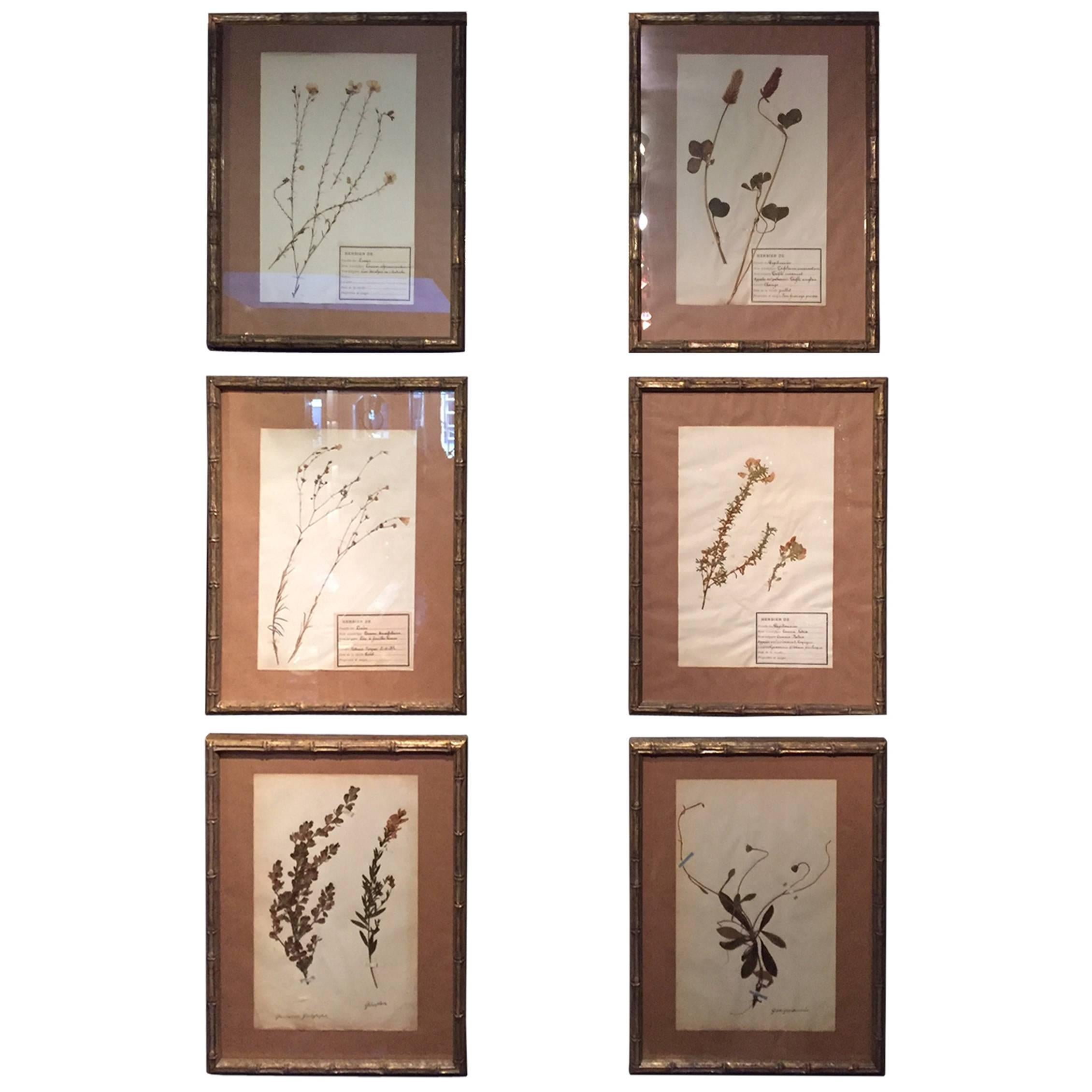 Late 19th Century Framed and Pressed French Herbier "Pressed Plant" Specimens
