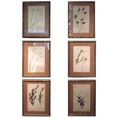 Late 19th Century Framed and Pressed French Herbier "Pressed Plant" Specimens