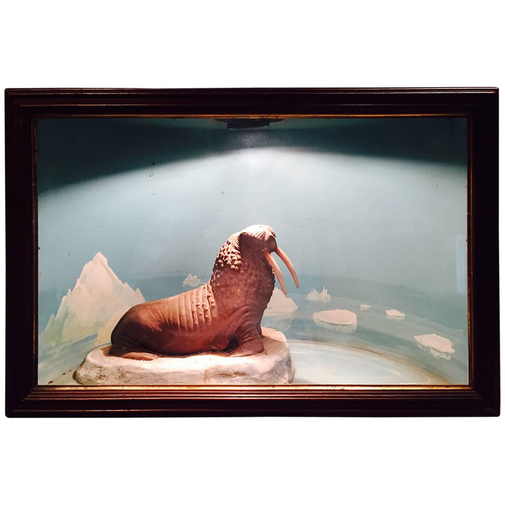 Vintage Walrus Diorama, De-Accessioned from a West Hartford Museum