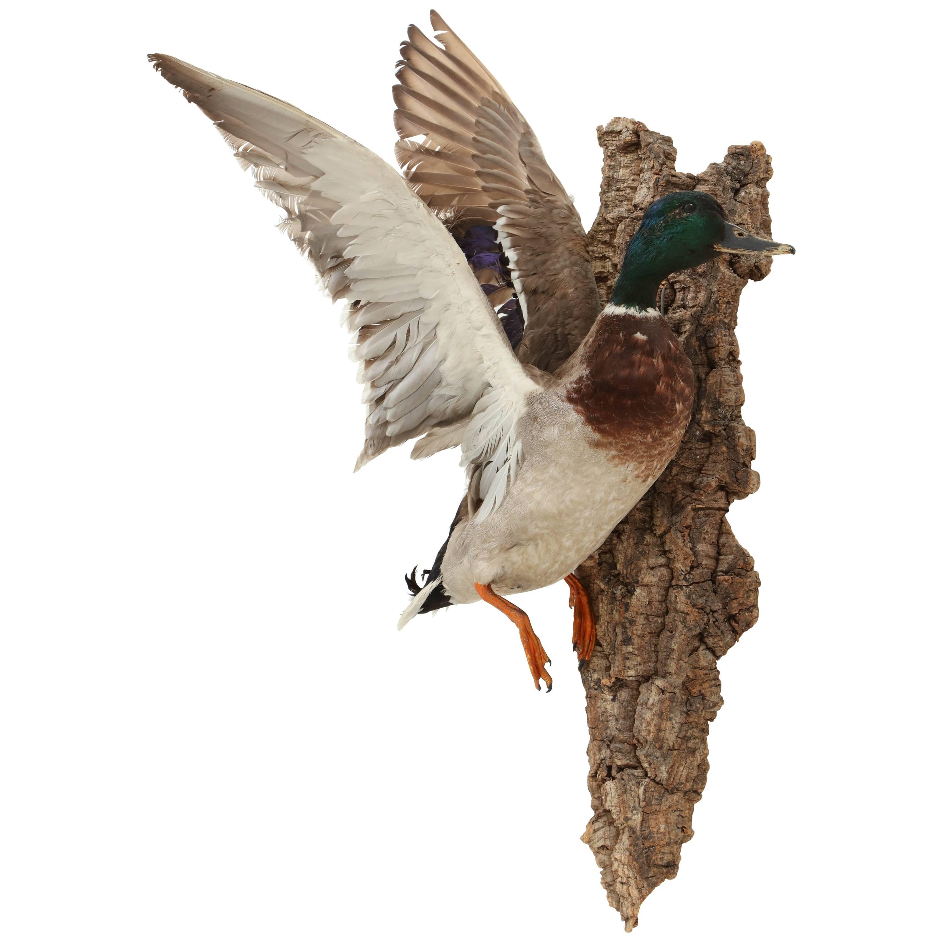 Taxidermy Bird, Duck, C 1960