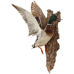 Taxidermy Bird, Duck, C 1960