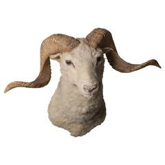 Vintage Dall Ram Taxidermy 4