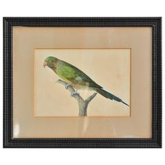Mid 19th Century Chinese Watercolor Depicting a Green Parrot