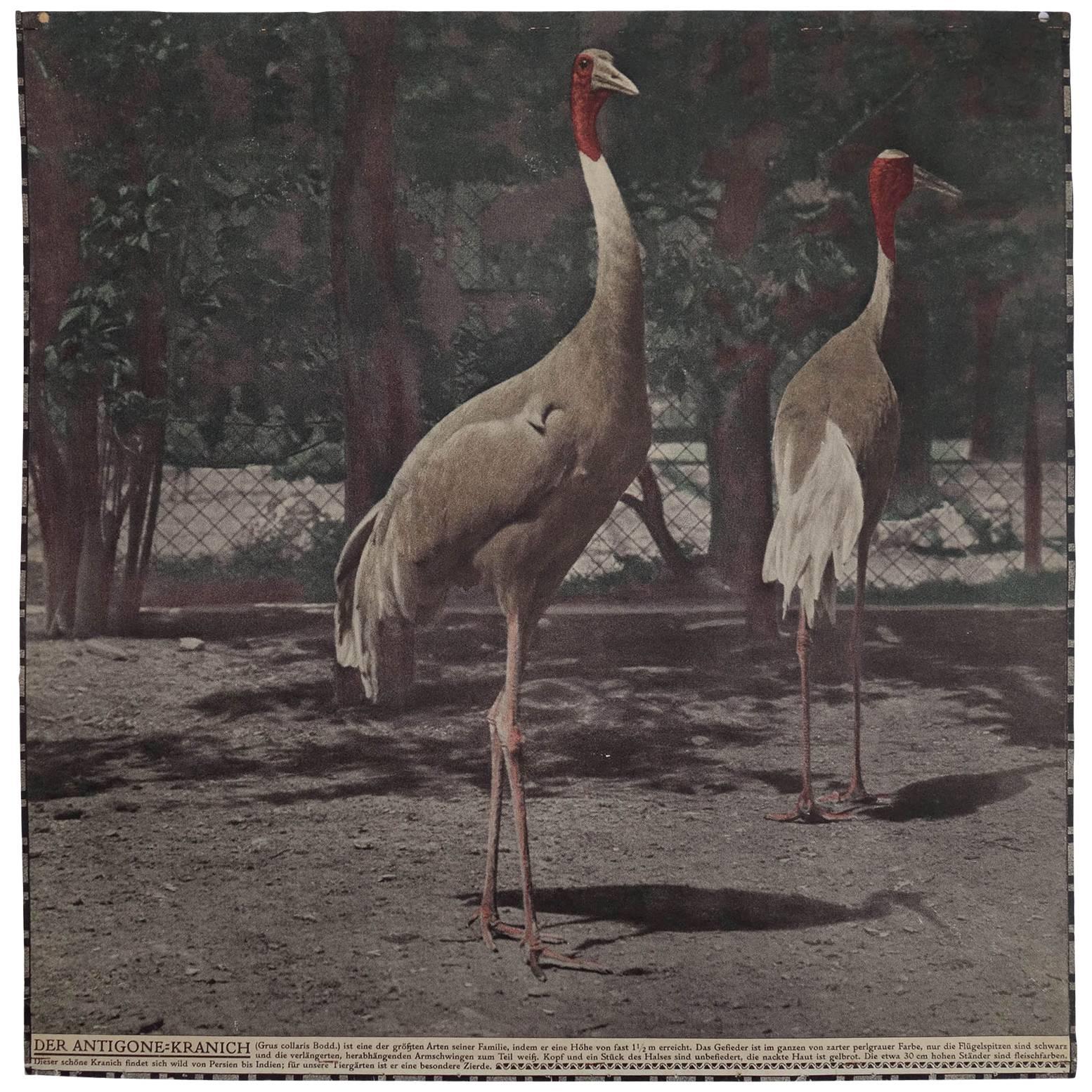 Large Art Nouveau Photochrom Wall Chart, Cranes at the Vienna Zoo For Sale