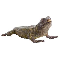 Fine Vienna Bronze Lizard, Miniature by Franz Bergman