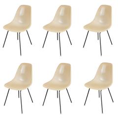 Six Parchment Shell Chairs by Charles and Ray Eames