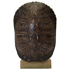 Natural Turtle Shell Mounted on Brass Base Natural Turtle Shell Mounted on Brass Base